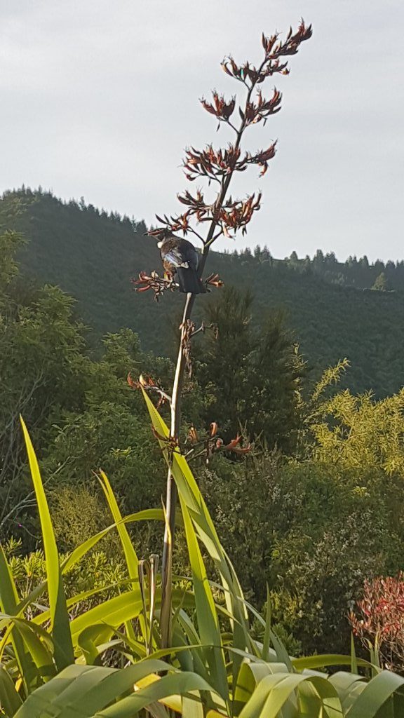 Spectacular Bird life around Nelson